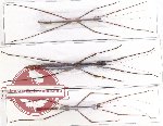 Scientific lot no. 27 Phasmidae (3 pcs)