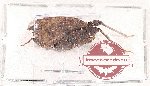 Orthoptera sp. 30 (Holoarctus altinotus) (5 pcs)