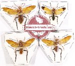 Scientific lot no. 384 Hymenoptera (4 pcs A2)