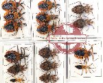 Scientific lot no. 988 Heteroptera (16 pcs A, A-, A2)
