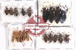 Scientific lot no. 1026 Heteroptera (19 pcs - 9 pcs A2)