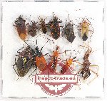Scientific lot no. 1032 Heteroptera (11 pcs A2)