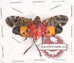 Penthicodes quadrimaculata ssp. (A2)