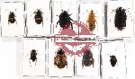 Scientific lot no. 23 Blattodea (9 pcs A, A2)