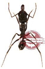 Odontomachus simillimus