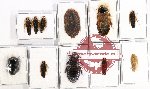 Scientific lot no. 73 Blattodea (11 pcs A, A-, A2)