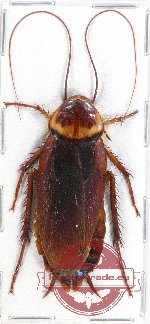 Blattodea sp. 43 (A-)