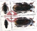 Scientific lot no. 76 Blattodea (4 pcs - 2 pcs A2)