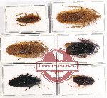 Scientific lot no. 90 Blattodea (6 pcs A, A-, A2)