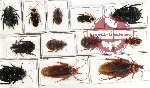 Scientific lot no. 75 Blattodea (12 pcs A, A-, A2)