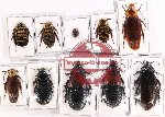 Scientific lot no. 70 Blattodea (10 pcs A, A-, A2)