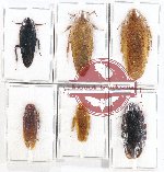 Scientific lot no. 93 Blattodea (6 pcs A-, A2)