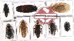 Scientific lot no. 80 Blattodea (8 pcs A, A-, A2)