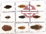 Scientific lot no. 66 Blattodea (9 pcs A, A-, A2)