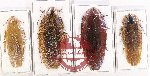 Scientific lot no. 91 Blattodea (4 pcs A-/A2)