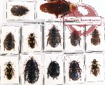 Scientific lot no. 74 Blattodea (12 pcs A, A-, A2)