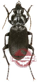 Carabidae sp. 55