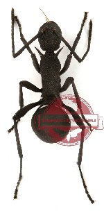 Polyrhachis armata