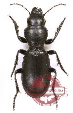 Carabidae sp. 54