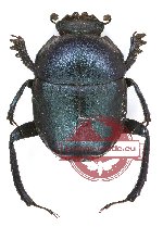 Gymnopleurus sp. 14