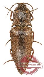 Elateridae sp. 37