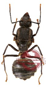 Oecophylla smaragdina (Queen)