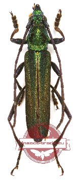 Callichromatini sp. 20