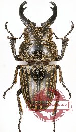 Odontolabis striata