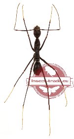 Leptomyrmex flavitarsus