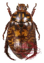 Callistethus variegatus