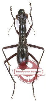 Tricondila aptera ssp. ?