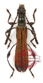 Plutonesthes rubiginea ssp. chlorisans Holz., 2010