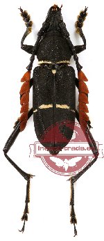 Euryarthrum sp. 1