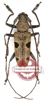 Epepeotes plorator ssp. celebensis (10 pcs)