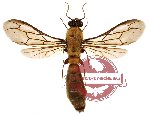 Formicidae sp. 16