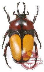 Dicheros (s.str.) bicornis biplagiatus