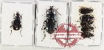 Scientific lot no. 633 Carabidae (7 pcs - 1 pc A2)