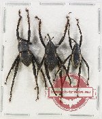 Scientific lot no. 711 Curculionidae (3 pcs A2)