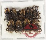 Scientific lot no. 710 Curculionidae (9 pcs)