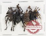 Scientific lot no. 715 Curculionidae (5 pcs A2)