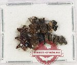 Scientific lot no. 719A Curculionidae (12 pcs)