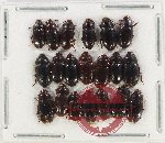 Scientific lot no. 391 Tenebrionidae (20 pcs)