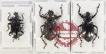 Scientific lot no. 393 Tenebrionidae (3 pcs)