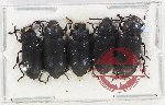 Scientific lot no. 388 Tenebrionidae (5 pcs)