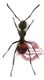 Polyrhachis diotima (2 pcs)