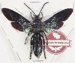 Scoliidae sp. 54