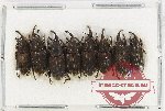 Scientific lot no. 707 Curculionidae (8 pcs)