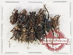 Scientific lot no. 716 Curculionidae (10 pcs A2)