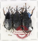 Scientific lot no. 713 Curculionidae (3 pcs A2)