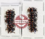 Scientific lot no. 75 Endomychidae (10 pcs)